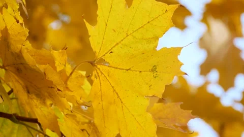 Yellow maple leaves swaying on a tree branch against a bright blue sky on a Video stock 318806042