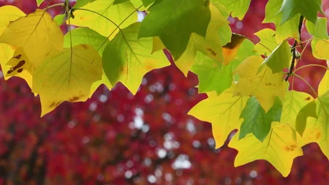 Yellow maple leaves swaying in the wind in October. Stock Footage 164290184