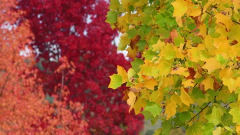 Yellow maple leaves swaying in the wind. Stock Footage 164292918