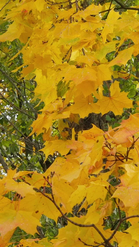 Yellow Maple Leaves Swaying In The Wind. Vertical Stock Footage 270479587