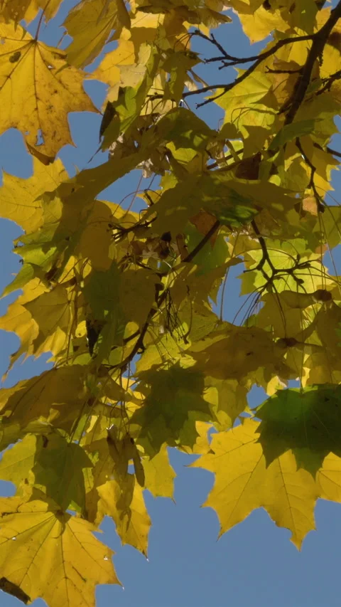 Yellow Maple Leaves Swaying In The Wind. Vertical Stock Footage 272179293