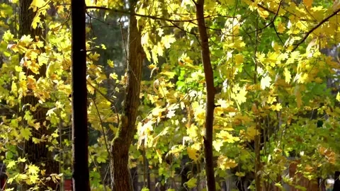 Yellow maple leaves swaying in the wind close-up Stock Footage 289275968