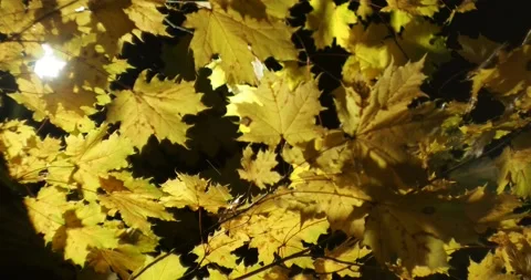 Yellow maple leaves swing from the wind in the rain in the light of a lantern. Vídeos de archivo 167580400