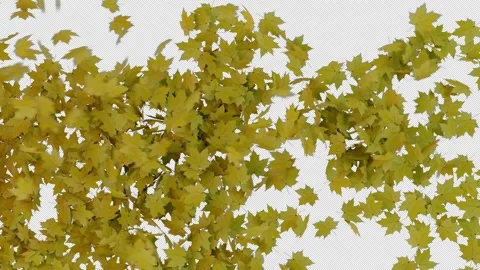 Yellow Maple Leaves on Transparent Alpha Stock Footage 346861677