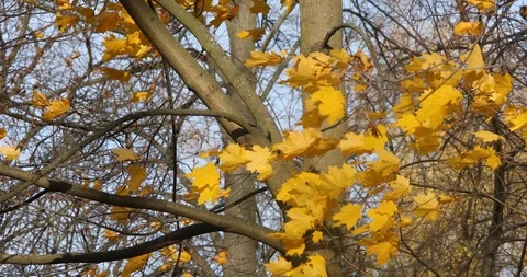 Yellow Maple Leaves On A Tree Branch In An Autumn Park On A Sunny Day Stock Footage 118700172