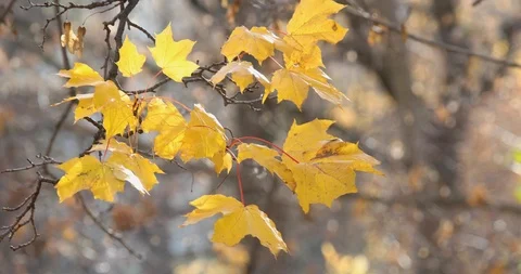 Yellow Maple Leaves On A Tree Branch In An Autumn Park On A Sunny Day Stock-Footage 118700281