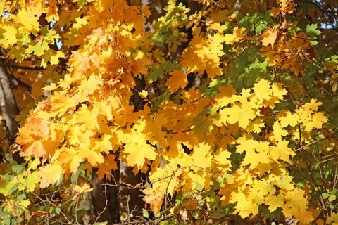 Yellow maple leaves on a tree branch in autumn forest Stock Photos