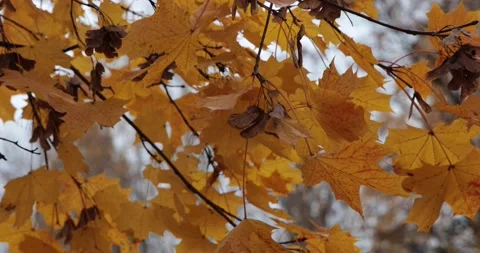Yellow maple leaves on tree branches in autumn. Stock Footage 150510549