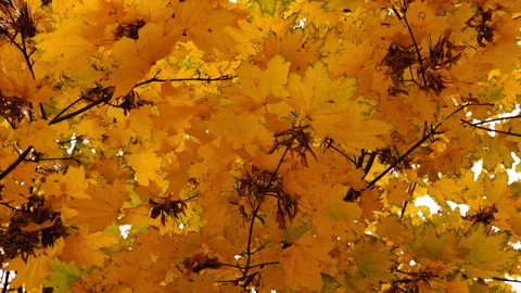 Yellow maple leaves on tree branches gently swaying in the wind view from below Video stock 291277335