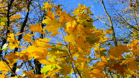 	Yellow maple leaves on tree branches on a sunny autumn day. Stock Footage 320201523