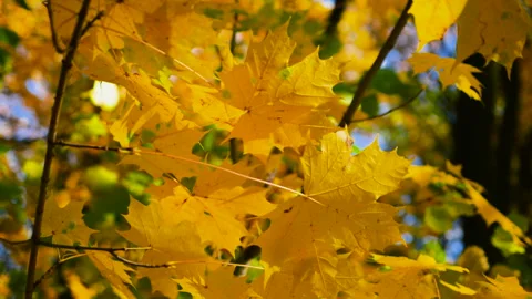 Yellow maple leaves on tree branches on a sunny autumn day. Video stock 320201824