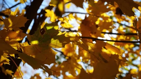 Yellow maple leaves on tree branches gently swaying in wind with sunlight at Stock Footage 329294322