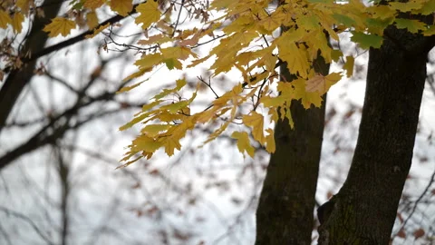 Yellow maple leaves on tree in overcast light Stock Footage 320248803