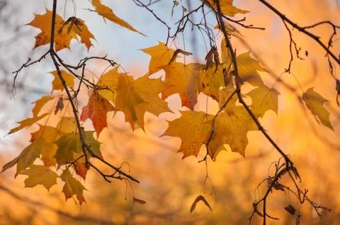 Yellow maple leaves on a tree Stock Photos