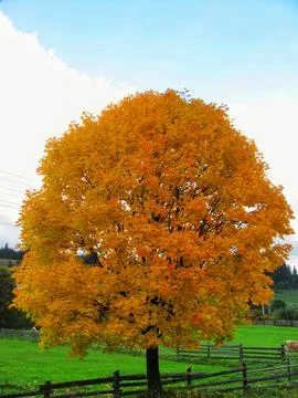 Yellow maple leaves on a tree Stock Photos