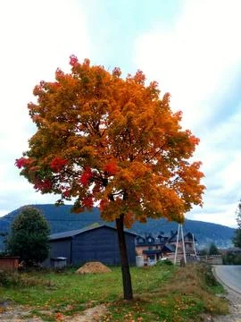 Yellow maple leaves on a tree Stock Photos