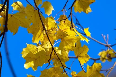 Yellow maple leaves on a tree Stock Photos