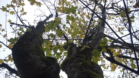Yellow maple leaves on the tree. Soft focus. Autumn nature Stock Footage 148225297