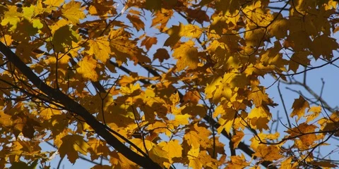 Yellow maple leaves on the tree swaying in the wind Stock Footage 103779280