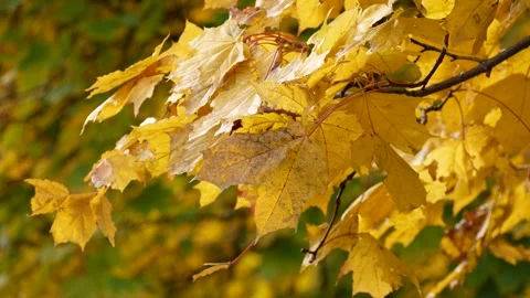 Yellow maple leaves on a tree swaying in the wind on a sunny warm autumn day. Stock Footage 316317329