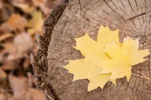 Yellow maple leaves on a tree trunk close up , top view Stock Photos