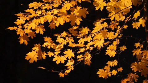 Yellow maple leaves under street lights on clear autumn night HD Stock Footage 32129656