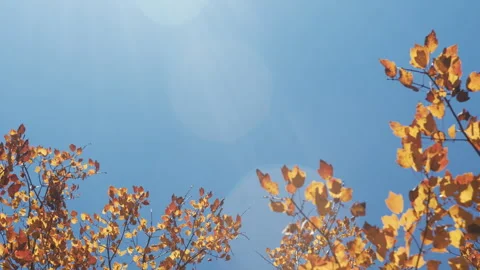 Yellow Maple Leaves Under The Sun Rays Stock Footage 295330541