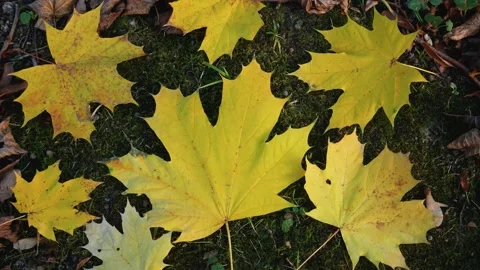 Yellow maple leaves of various sizes on green grass. Stock Footage 320818620