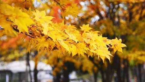 Yellow maple leaves waving on wind. Stock Footage 138997200