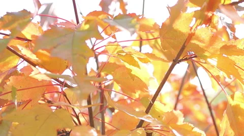 Yellow maple leaves in the wind Video stock 42126775