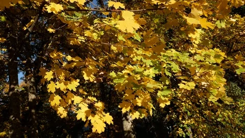 Yellow maple leaves on wind Video stock 100848598