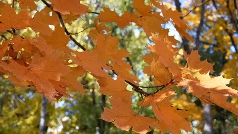 Yellow maple leaves on wind Stock Footage 100848601
