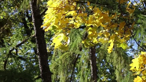 Yellow maple leaves on the wind Stock Footage 102690241