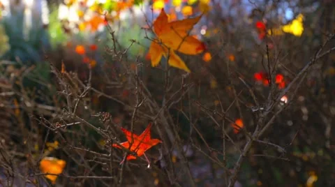 Yellow maple leaves in the wind repent. abstract background Stockbeeldmateriaal 65338674