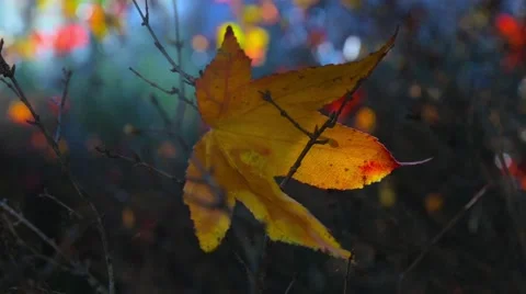 Yellow maple leaves in the wind repent. abstract background Stockbeeldmateriaal 65338695