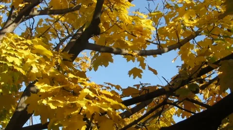 Yellow maple leaves on windy day 1255 Stock Footage 44462377