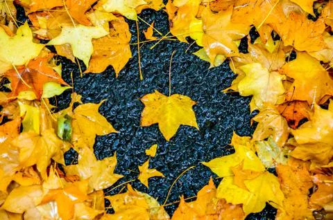 Yellow maple leaves1 Stock Photos