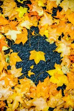 Yellow maple leaves2 Stock Photos