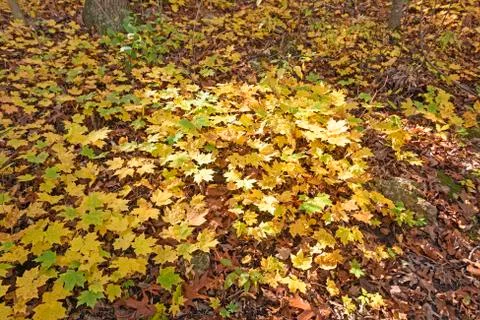 Yellow Maple Seedlings in the Fall Stockfoto's