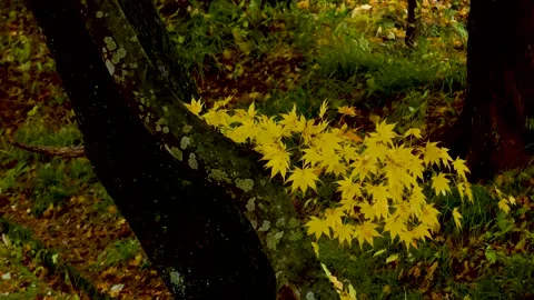 Yellow maple swaying in sleet Stock Footage 145312987