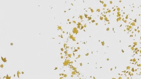 Yellow Maple Trail on Alpha Curve Stock Footage 306815515