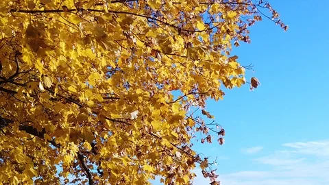 Yellow maple tree autumn foliage against blue sky in slow motion Stock Footage 118691773