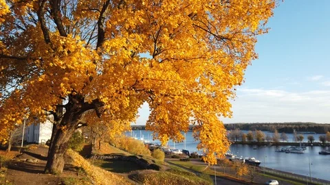 Yellow maple tree autumn foliage in city park, Lappeenranta Finland Stock Footage 118691833