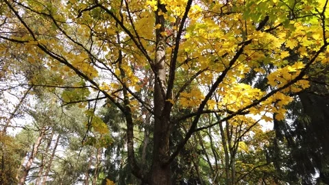 Yellow maple tree autumn foliage Video stock 213871555