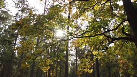 Yellow maple tree autumn foliage Stock-Footage 213876472