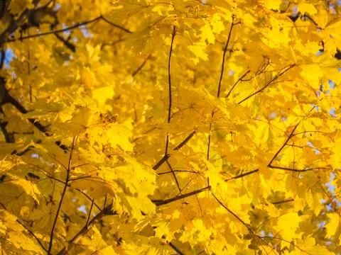 A yellow maple tree in autumn Stock Photos