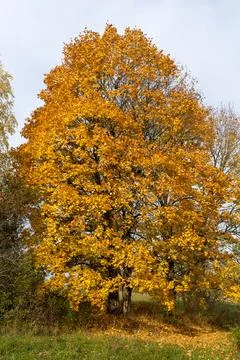 Yellow maple tree in autumn Stock Photos