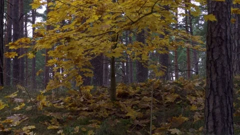 Yellow Maple Tree in Autumn Pine Forest Stock Footage 345122822