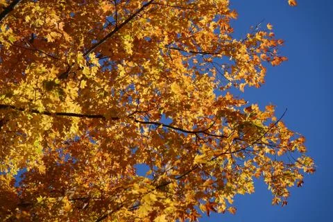 Yellow Maple Tree Branches Against a Bright Blue Sky Stock Photos