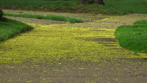 Yellow Maple Tree Buds Blanketing Suburban Sidewalk Stock Footage 345009050